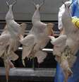 Processamento de carne de frango em frigorífico em Itatinga (SP) 
04/10/2011
REUTERS/Paulo Whitaker  Foto: Reuters