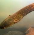 O Electrophorus voltai é uma das duas novas espécies de peixe-elétrico descobertas na Amazônia  Foto: Leandro Sousa / BBC News Brasil