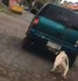 O registro do cachorro amarrado sendo arrastado por um carro foi feito por uma motorista em Ijuí, no Rio Grande do Sul  Foto: Reprodução / Estadão