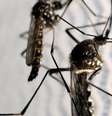 Na guerra contra o "Aedes aegypti", médicos e biólogos defendem um trabalho maciço de conscientização da população  Foto: DW / Deutsche Welle