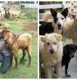 Shiranee Pereira, a indiana que já salvou oitocentos animais da eletrocução em Chennai.  Foto: Facebook/shiranee.pereira / Estadão
