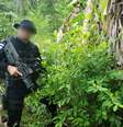 Policial da Guatemalar durante operação para desmantelar lanoratório de cocaína
19/09/2019
Polícia Civil Nacional/Divulgação via REUTERS  Foto: Reuters