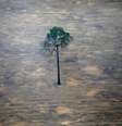 Árvore isolada em meio ao desmatamento da floresta amazônica perto de Porto Velho, em Rondônia
18/09/2029
REUTERS/Bruno Kelly  Foto: Reuters
