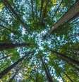 Árvores ajudam a resfriar o clima local, e, sem elas, as temperaturas logo começariam a subir  Foto: Getty Images / BBC News Brasil