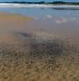 Vazamento de óleo atingiu várias praias do Brasil  Foto: Reuters