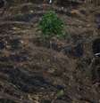 Foto aérea mostra área desmatada da Amazônia perto de Porto Velho
17/09/2019 REUTERS/Bruno Kelly   Foto: Reuters