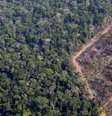 Área da floresta amazônica aberta por madereiros próxima a Porto Velho, em foto de agosto de 2019  Foto: DW / Deutsche Welle