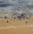 Manchas de óleo apareceram pela primeira vez em agosto e já atingem todos os estados do Nordeste  Foto: DW / Deutsche Welle