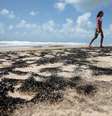  Conde, Bahia 12/10/2019 REUTERS/Adriano Machado  Foto: Reuters