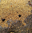 Fragmentos de óleo na praia norte da Ilha de Santa Bárbara, em Abrolhos  Foto: Divulgação/Marinha / BBC News Brasil
