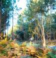 Landes é maior floresta já criada pelo homem na Europa ocidental  Foto: Getty Images / BBC News Brasil