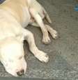 Cachorro permanece na porta de hospital à espera do dono internado  Foto: Reprodução