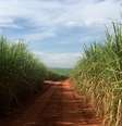 Cultivo de cana-de-açúcar em Jaboticabal (SP) 
02/05/2019
REUTERS/Marcelo Teixeira  Foto: Reuters