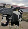 Vaca em fazenda russa que testa realidade virtual nos animais   Foto: Divulgação / Estadão