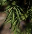 Folha de maconha em plantação em laboratório médico na Grécia
26/08/2019 REUTERS/Stelios Misinas   Foto: Reuters