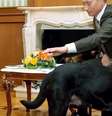 Angela Merkel e Vladimir Putin em Sochi: turbulências sob superfície calma?  Foto: DW / Deutsche Welle