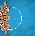 A curiosidade e a dedicação de Darwin culminaram em algumas previsões famosas - como, por exemplo, a da existência de uma espécie mariposa descoberta apenas décadas depois  Foto: BBC News Brasil