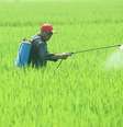 Fazendeiro aplica agrotóxico  Foto: Reuters