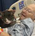 Terapia felina - O gatinho Donny é muito dócil e amoroso. Adotado pela americana Susan Smith, esse gato fofo atuou como 'terapeuta' da mãe dela, que fazia tratamento contra um câncer no pulmão. Os serviços do felino foram estendidos para pacientes com Alzheimer e demência. Confira aqui.  Foto: Instagram/blossom_and_her_family / Estadão Conteúdo