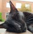 Aluno aplicado - Na Inglaterra, a Universidade de Warnick tem um aluno diferente: o gato Rolf. O felino até tem uma família de cuidadores, que já fez de tudo para impedi-lo de sair de casa, mas ele sempre visita o campus. Devido a tanta dedicação, o gatinho acabou ganhando um diploma da instituição. Veja aqui.  Foto: Twitter/RolfatWarwick / Estadão Conteúdo