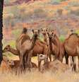 O que se considera como o grupo de 'camelos selvagens australianos' também inclui dromedários  Foto: Getty Images / BBC News Brasil