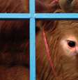 Close no rosto de uma vaca viva dentro de uma jaula  Foto: Getty Images / BBC News Brasil
