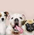 Bloquinhos para pets: leve seu amigo para a folia!  Foto: Freepik/ Reprodução