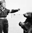"Adotado" por um pelotão do exército polonês, o urso Wojtek ficou tão próximos dos soldados que ganhou ranking militar  Foto: Reprodução