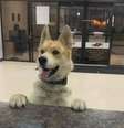Cachorro no balcão da delegacia após se perder de dono  Foto:  Support Our Permian Basin Police Officers / Reprodução