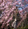 Visitante com máscara de proteção observa flor de cerejeira em jardim de Tóquio
11/03/2020
REUTERS/Edgard Garrido  Foto: Reuters
