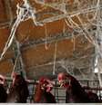 Criação de aves na região de Xangai, China 
16/04/2013
REUTERS/Aly Song  Foto: Reuters