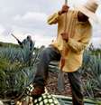 Trabalhador do campo cuida da plantação no México  Foto: Carlos Jasso / Reuters