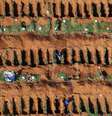 Valas abertas no cemitério de Vila Formosa, em São Paulo, após início de epidemia do coronavírus
02/04/2020
REUTERS/Amanda Perobelli  Foto: Reuters