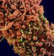 Ilustração do Instituto Nacional de Alergias e Doenças Infecciosas dos EUA mostra contágio de células pelo novo coronavírus  Foto: EPA / Ansa - Brasil