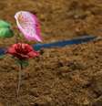 Flor em cemitério durante enterro de vítimas de Covid-19 em Manaus
28/04/2020
REUTERS/Bruno Kelly  Foto: Reuters