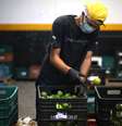 Trabalhador de cooperativa do município de Piedade prepara distribuição de itens vendidos por meio de aplicativo em meio ao surto de Covid-19, São Paulo
08/04/2020
REUTERS/Rahel Patrasso  Foto: Reuters