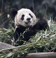 Panda gigante Er Shun no zoológico em Chongqing
11/02/2012
REUTERS/Chris Wattie  Foto: Reuters