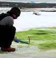 Pesquisador da Universidade de Cambridge coleta amostras de alga em ilha da Antártida
via REUTERS TV  Foto: Reuters