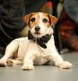 Uggie participa de cerimônia em Los Angeles
31/01/2012
REUTERS/Mario Anzuoni/File Photo  Foto: Reuters