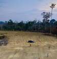 Somente na região de Altamira, no Pará, 4 milhões de árvores foram derrubadas.  Foto: DW / Deutsche Welle