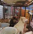Filhotes de cachorro em gaiola em mercado de Yulin
22/06/2020
Humane Society International/Divulgação via REUTERS  Foto: Reuters
