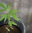 Família vai cultivar cannabis para ajudar no tratamento de filho autista  Foto: Pixabay 