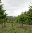 O esquema de subsídios do Chile falhou em aumentar estoques de carbono e conter a perda de biodiversidade, diz estudo  Foto: Robert Heilmayr / BBC News Brasil