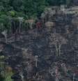 Vista aérea de área desmarada da Amazônia em Itaituba, no Pará
26/09/2019 REUTERS/Ricardo Moraes  Foto: Reuters