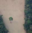 Desmatamento da floresta amazônica
21/08/2019
REUTERS/Ueslei Marcelino  Foto: Reuters