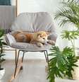 Cachorro no sofá em uma sala de estar com várias plantas em volta  Foto: Shutterstock / Alto Astral
