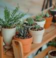 Aumente o astral do ambiente por meio das plantas -  Foto: Min An/Pexels / João Bidu