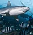 tubarões e peixes  Foto: Getty Images / BBC News Brasil