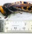 A vespa gigante asiática é a maior do mundo e pode medir mais de 5 cm  Foto: Washington State Department of Agriculture / BBC News Brasil