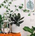 Conheça as plantas que afastam as energias negativas -  Foto: Prudence Earl/Unsplash / João Bidu